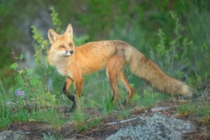 Red Fox