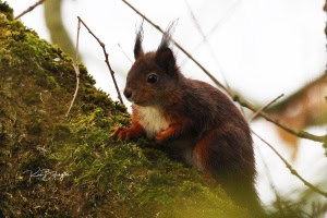 Tufted Ears - Red Squirrel