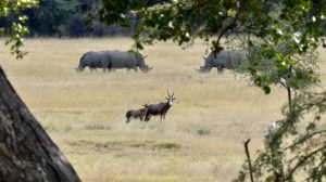 Life in the Savannah
