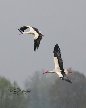 White Stork in Flight