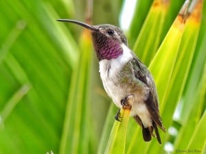 Mexican Sheartail Hummingbird