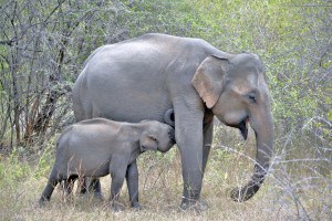 Elephants at Udawalawe Np