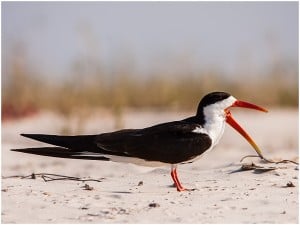 African Skimmer