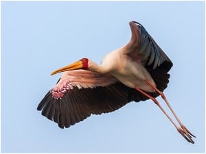 Yellow-billed Stork