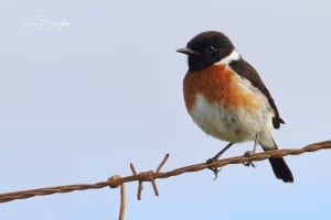 African Stonechat - Saxicola Torquatus
