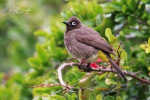 Cape Bulbul (Pycnonotus Capensis)