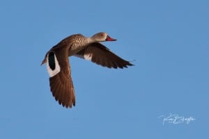 Cape Teal (Anas Capensis) 