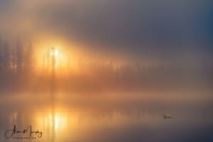 Misty Morning Loon