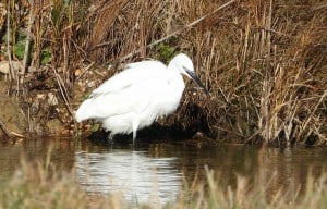 (Egret) Gone Fishin'