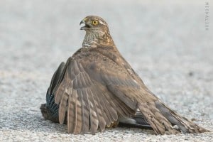 Sparrowhawk with Prey (Jay)