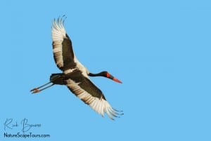 Saddle-billed Stork