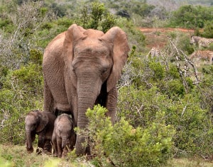 The Rare Occasion of Twin Elephants