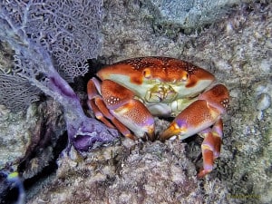The Cutest Caribbean Nighttime Reef Crab.