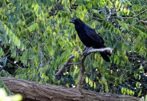 The Crow