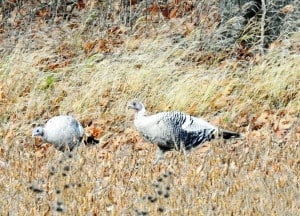 White Wild Turkeys