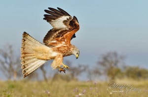 Red Kite Landing