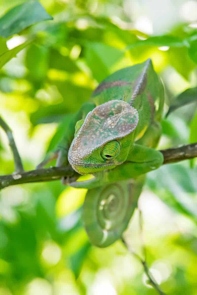 Chameleon, Two-banded