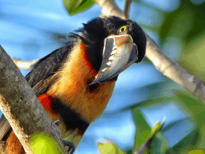 Yucatan Toucan (Collared Aracari)