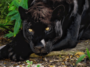 Something Looks Suspicious (Yucatan Panther)