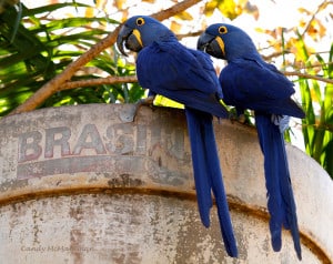 Brasil-hyacinth Macaws
