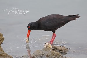 Fishing for Oysters - Variable Oystercatcher
