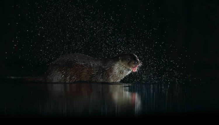 Otter in the Night