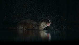 Otter in the Night 