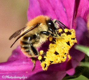 Busy as a Bee
