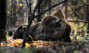 Bison Chewing the Cud