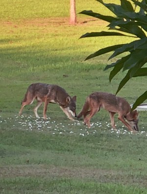 My Coyotes Love Leftovers 
