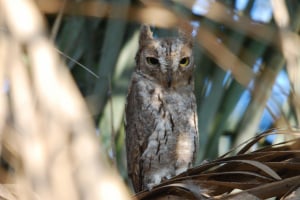 Socotra Scops Owl