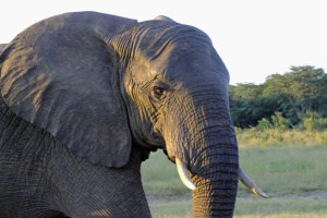 Elephant Close up