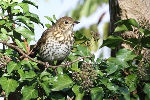 Song Thrush Feeding on Ivy Berries