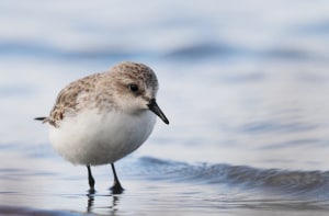 Red-necked Stint