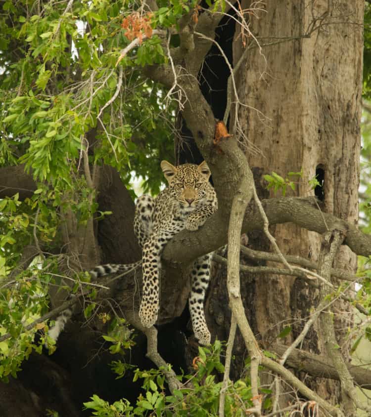 Leopard im Baum von Karin van Zyl