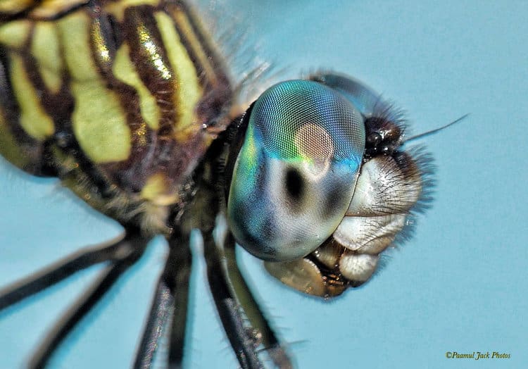 Dragonfly Closeup – Thousands of Lenses