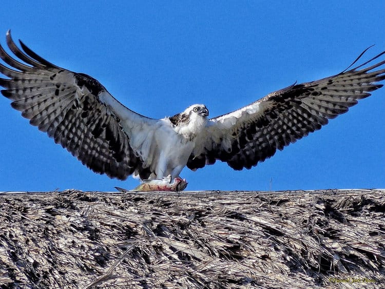 Osprey Protecting His Catch