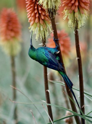 Malachite Sunbird on Kniphofia