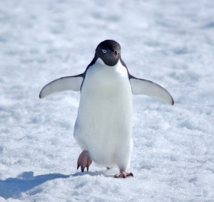 Meine Füße sind kalt! (Adelie-Pinguin)