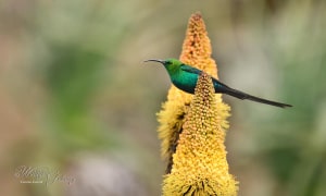 Malachite Sunbird