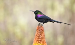 Tacazze Sunbird