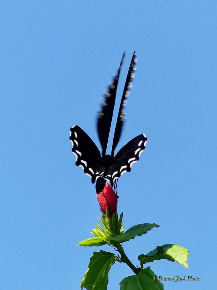 Swallowtail Butterfly.
