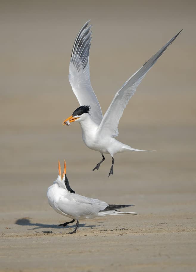 Royal Terns by Alan Murphy