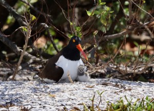 Oystercatcher and Baby