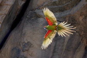 Critically Endangered Red-fronted Macaw