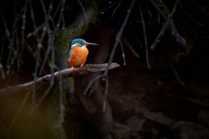 Common Kingfisher in the Dark