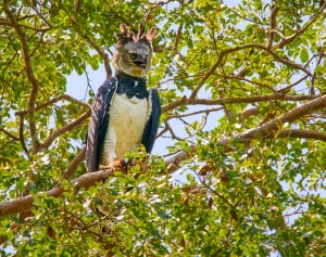 Harpy Eagle not Nearby a Known Nest