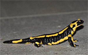 Salamander