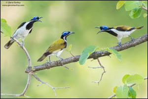 Blue-faced Honeyeater (Entomyzon Cyanotis)