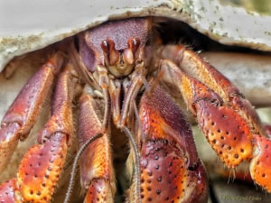 Extraterrestrial? (Hermit Crab Looking at You)